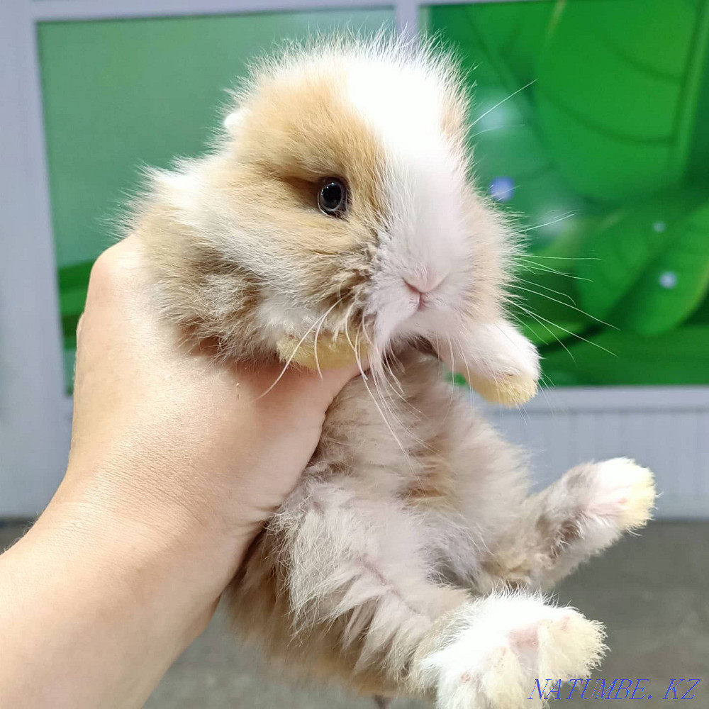 Домашние питомцы в наличии Шемонаиха - изображение 3