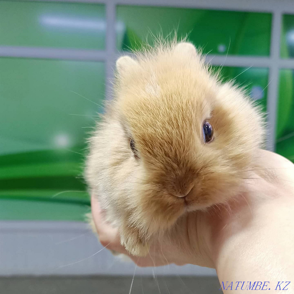 Домашние питомцы в наличии Шемонаиха - изображение 2