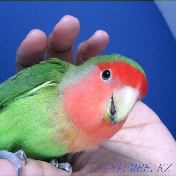 Домашние питомцы в наличии Шемонаиха - изображение 1