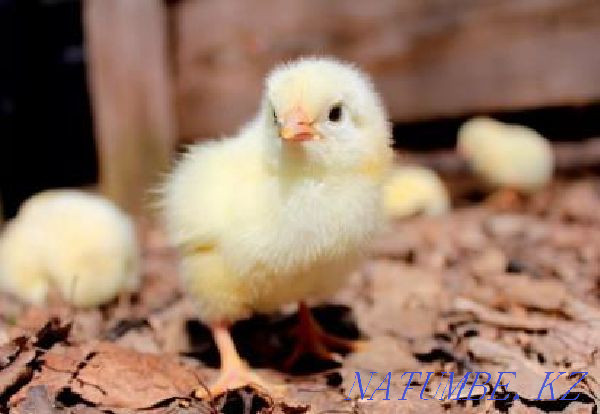 Комбикорм для бройлеров "Старт" 0-10 дней Тараз - изображение 1