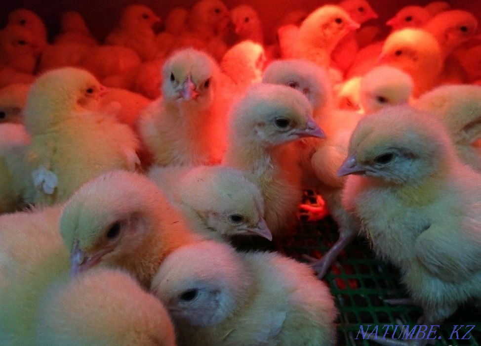 Комбикорм для бройлеров "Старт" 0-10 дней Тараз - изображение 2