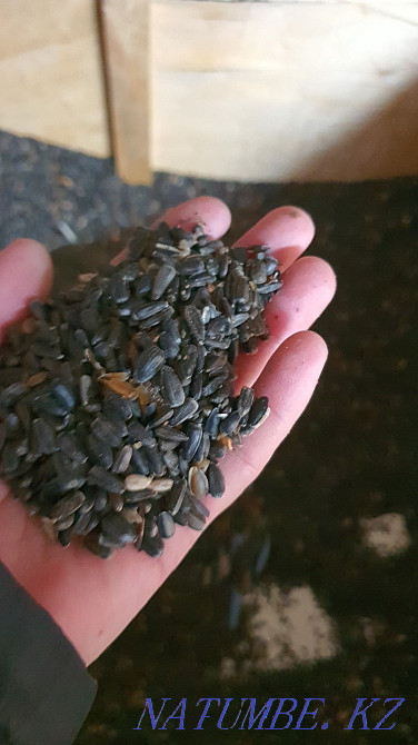 Жмых подсолнечный Алматы - изображение 3