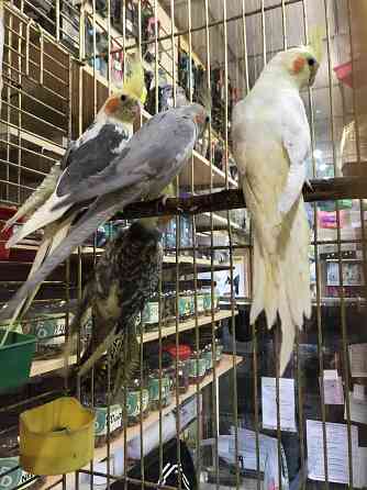 Купалка для птиц ВАКА (18шт) в зоомагазине "ЖИВОЙ МИР Almaty