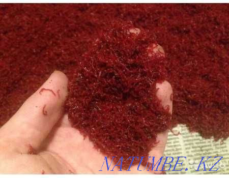 КОРМ для Аквариумных рыбок (Мотыль, Тетромин)ДОСТАВКА Караганда - изображение 1