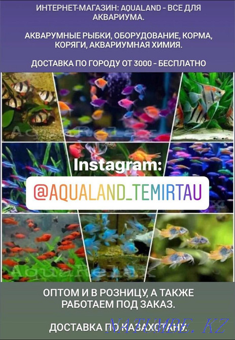 Sera Goldy Spirulina - корм для золотых рыбок Темиртау - изображение 3