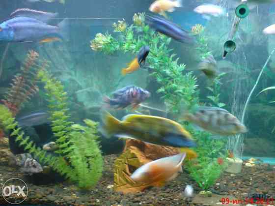 Чистка аквариумов продаю рыбок ,корм Almaty