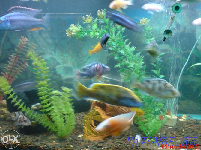Чистка аквариумов продаю рыбок ,корм Алматы - изображение 1