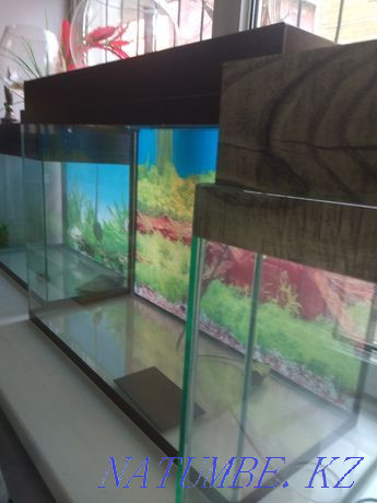 Aquariums in Afalina Almaty - photo 3