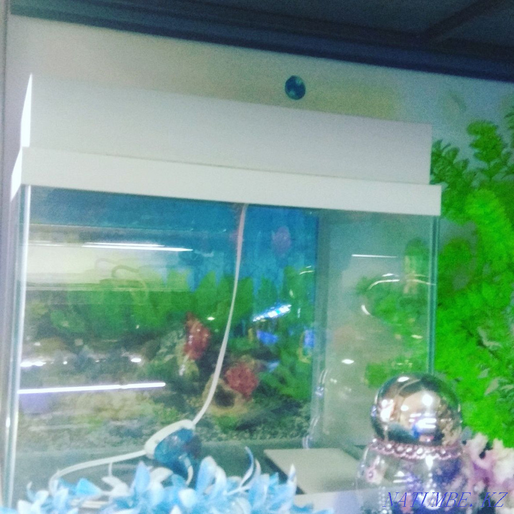 Aquariums in Afalina Almaty - photo 4