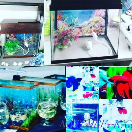 Aquariums in Afalina Almaty - photo 1