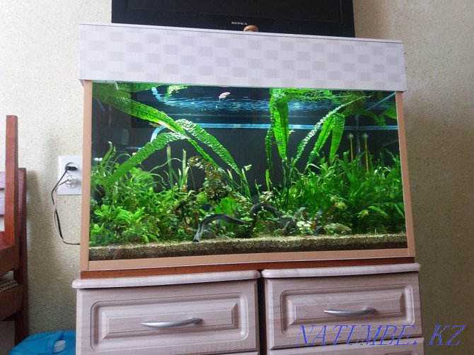 Aquariums to order Balqash - photo 1