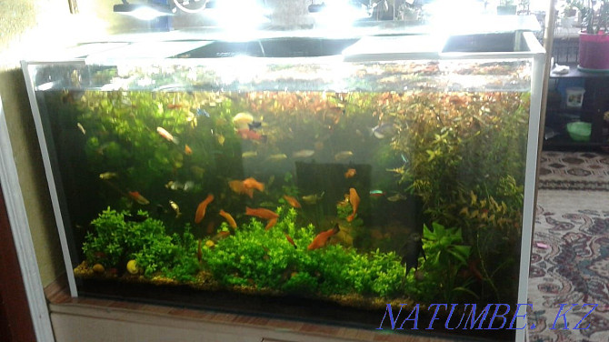 Aquariums to order Balqash - photo 2