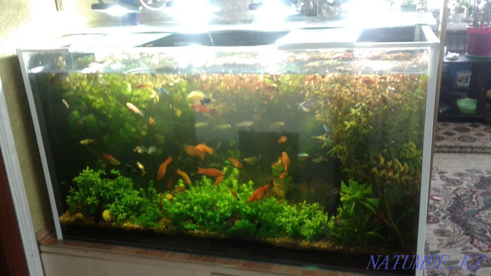 Aquariums to order Balqash - photo 2