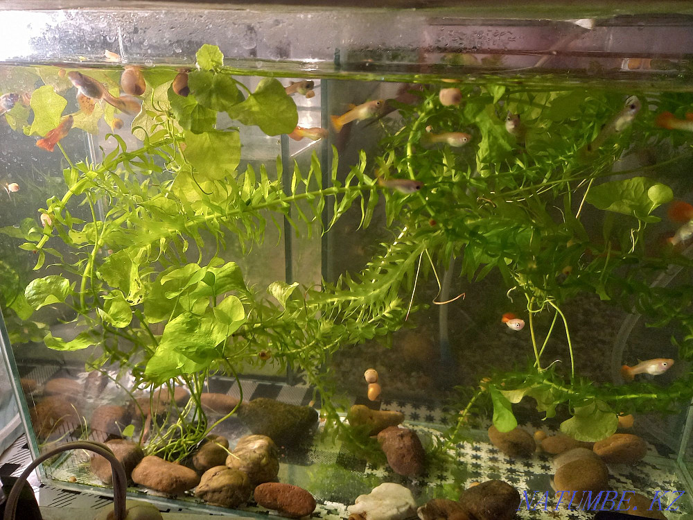 Sell aquariums gift fish Муткенова - photo 1