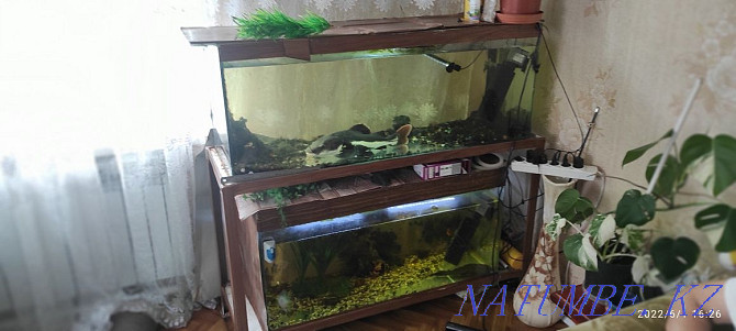 Aquariums with fish Sorang - photo 1
