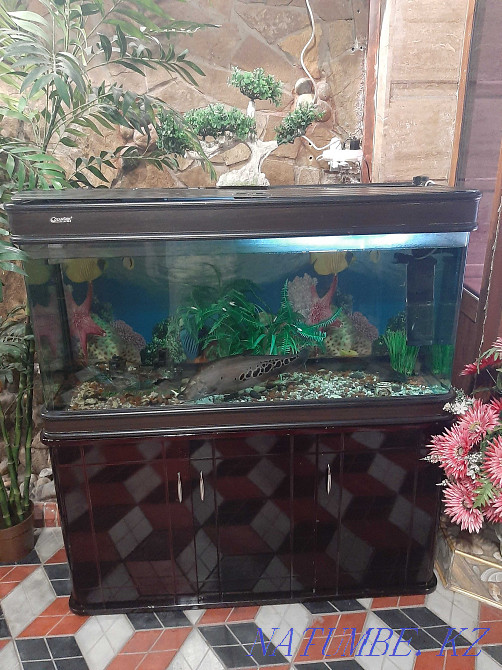 I will sell an aquarium with a curbstone Shymkent - photo 2