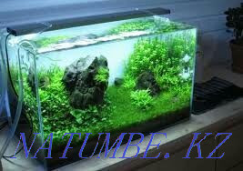 Aquariums. Большой чаган - photo 2
