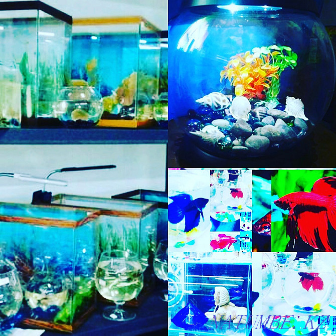 Aquariums in Afalina Almaty - photo 1