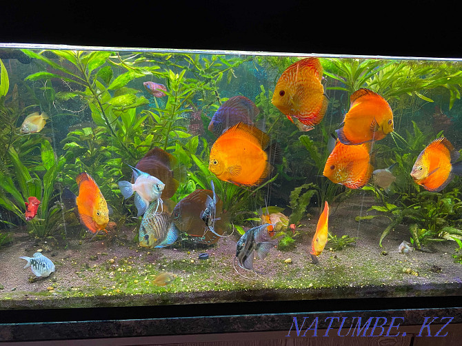 aquarium 570, with fish and other Shahtinsk - photo 1