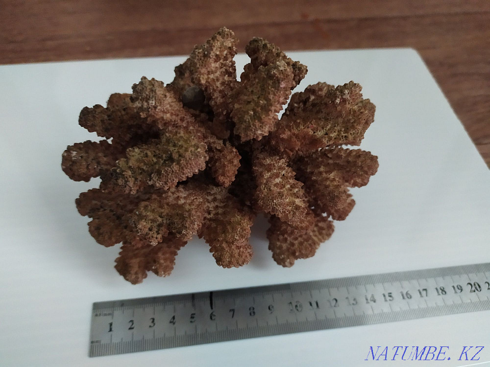 Aquarium Decor Red Coral. Inexpensive aquariums. Almaty - photo 3