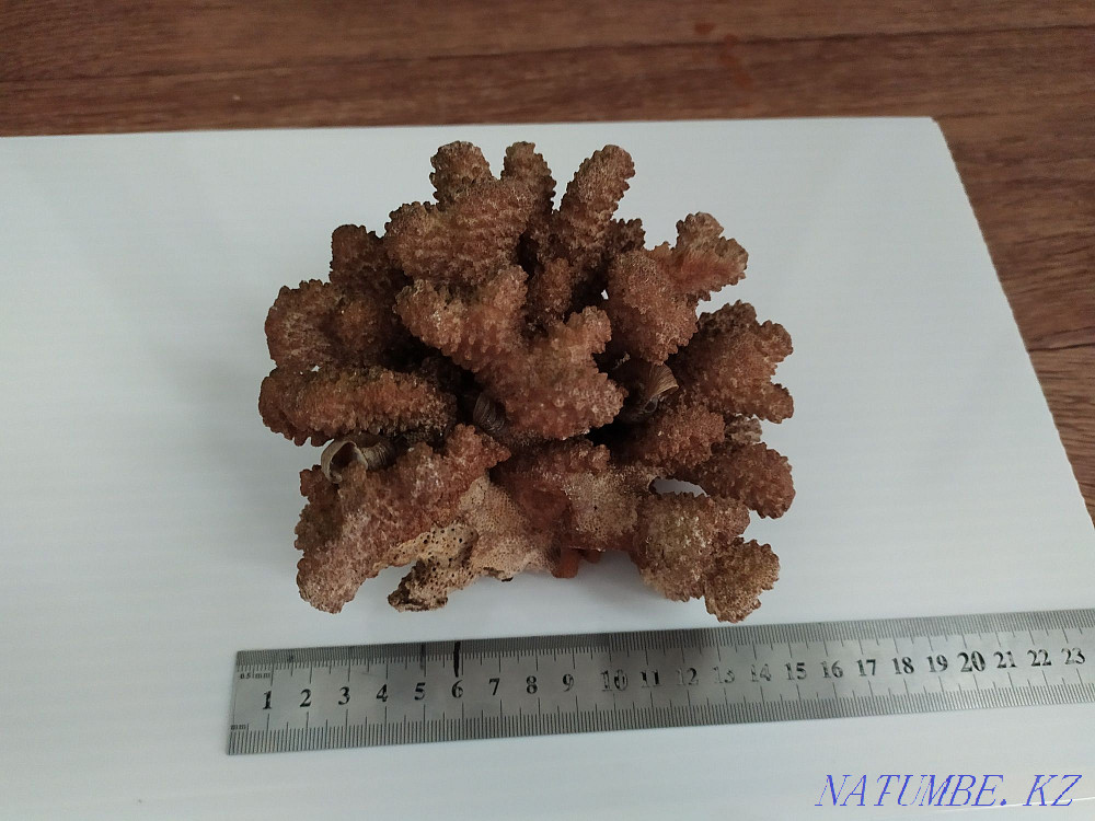 Aquarium Decor Red Coral. Inexpensive aquariums. Almaty - photo 1