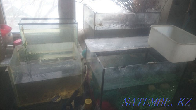 аквариумы для детей недорого Актобе - изображение 2