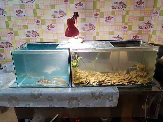 Срочно продам аквариумы Satpaev