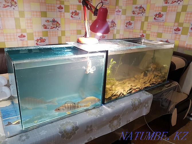 Срочно продам аквариумы Сатпаев - изображение 3