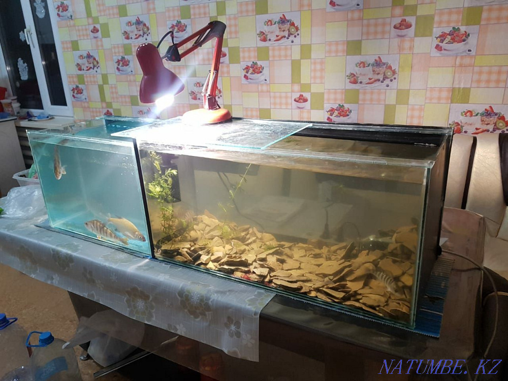 Срочно продам аквариумы Сатпаев - изображение 1
