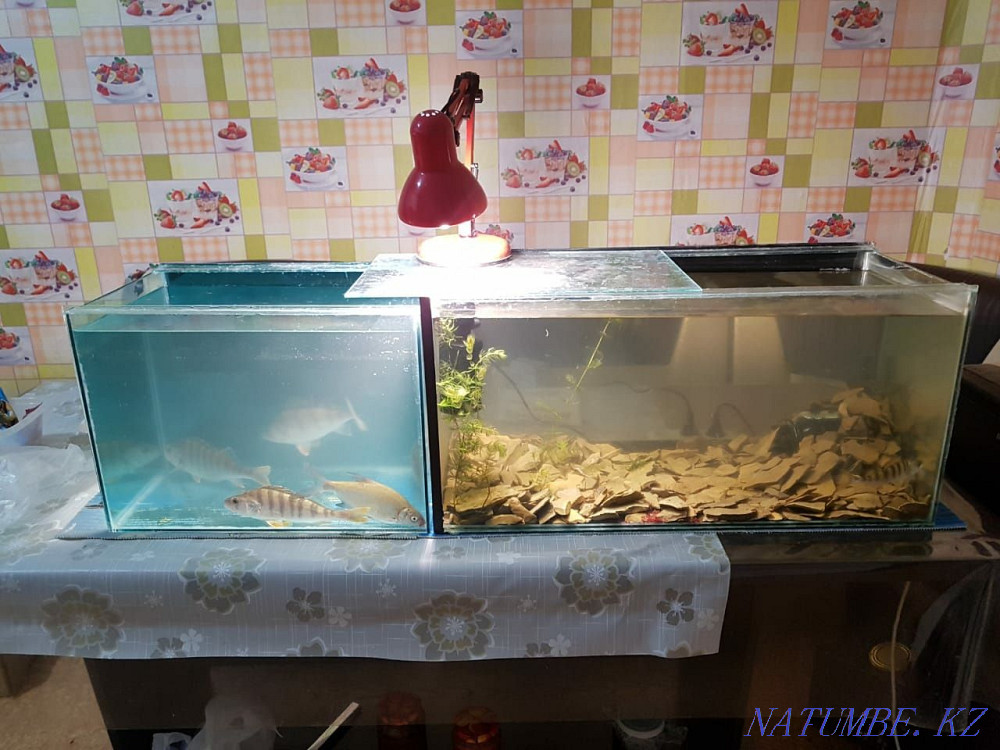 Срочно продам аквариумы Сатпаев - изображение 2