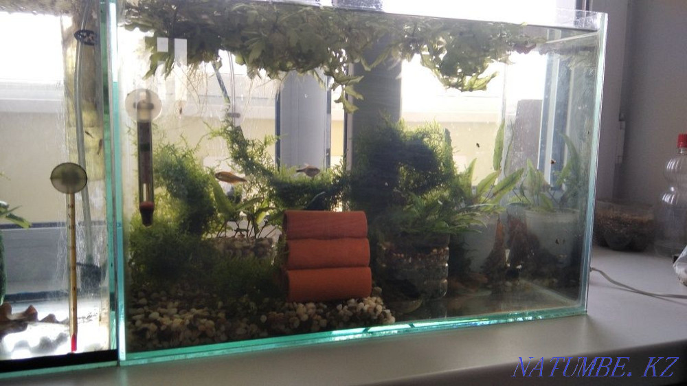 Aquarium with fish Aqtobe - photo 4