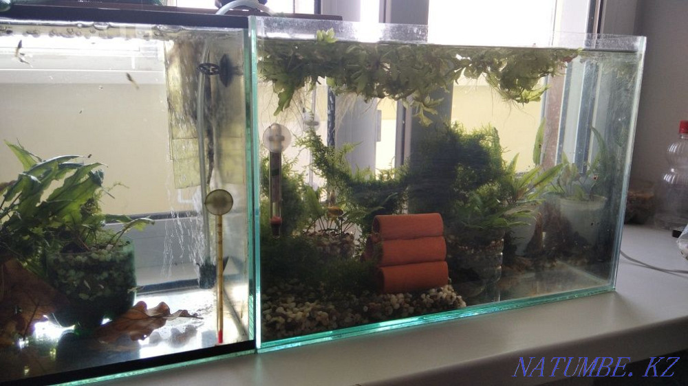 Aquarium with fish Aqtobe - photo 2