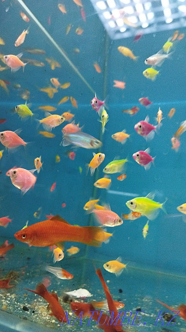 Aquarium 35l.corner In bottlenose dolphin Almaty - photo 3