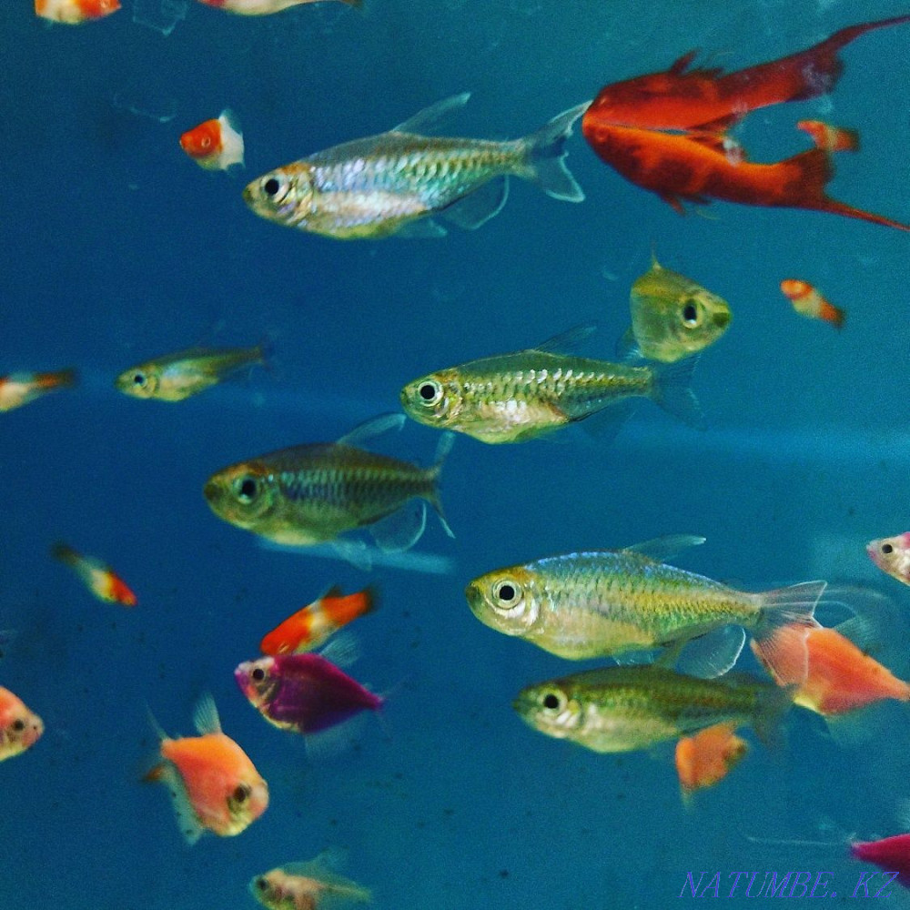 Aquarium 35l.corner In bottlenose dolphin Almaty - photo 4