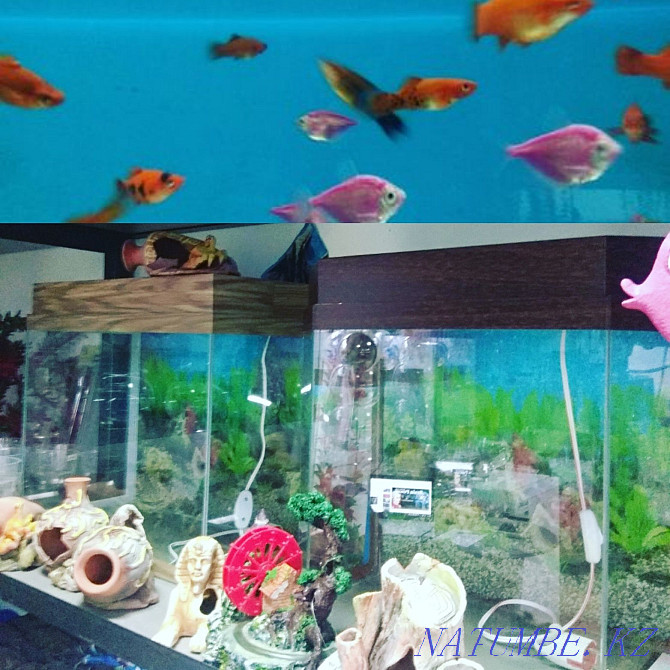 Шамы бар аквариум  Алматы - изображение 1
