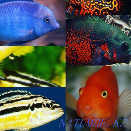 Aquarium with lamp Almaty - photo 3