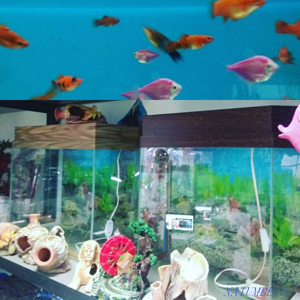 Aquarium with lamp Almaty - photo 1