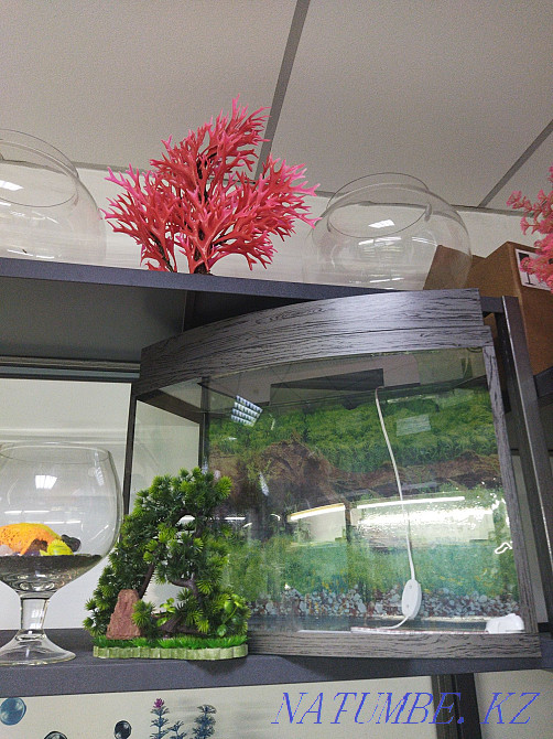 Аквариум 60л. В Афалине. Алматы - изображение 2
