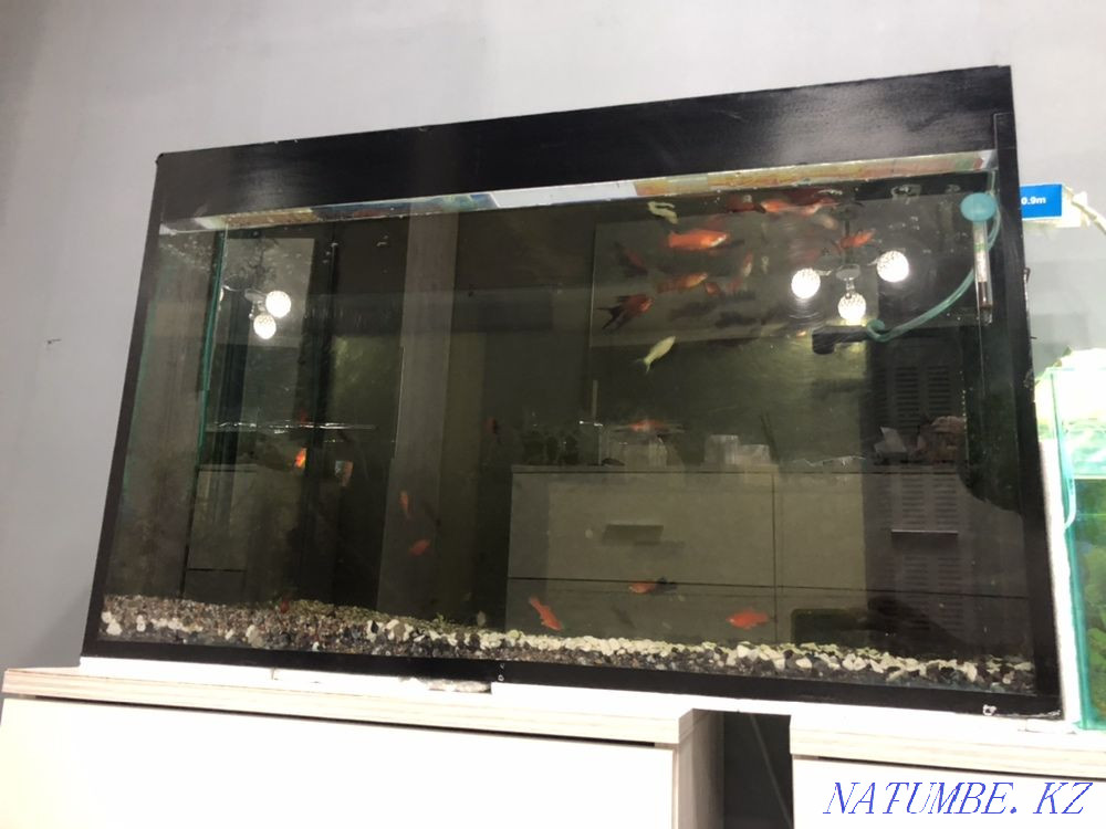 Aquarium Shymkent - photo 1