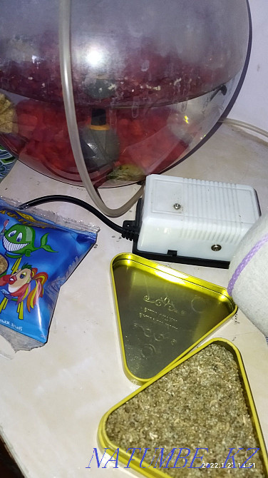 Aquarium . .  - photo 2