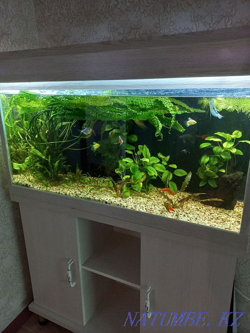 Sell aquarium 175 liters Taraz - photo 1