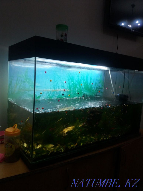 200l aquarium for sale Shchuchinsk - photo 2