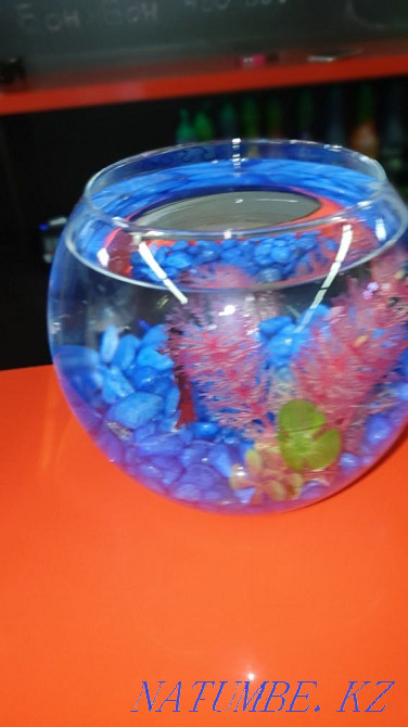 Round aquarium with cockerel fish Almaty - photo 3