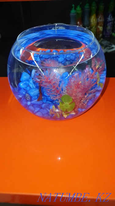 Round aquarium with cockerel fish Almaty - photo 2