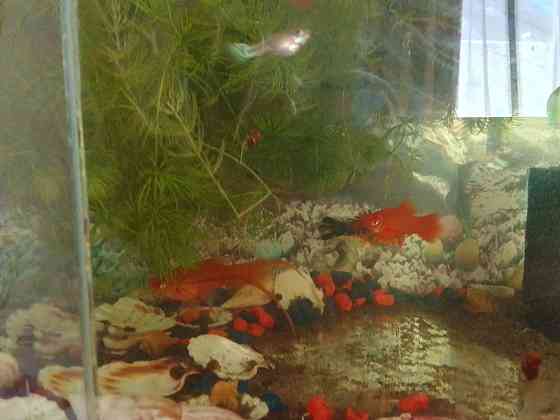 Продам аквариум с рыбками  Ақтөбе 