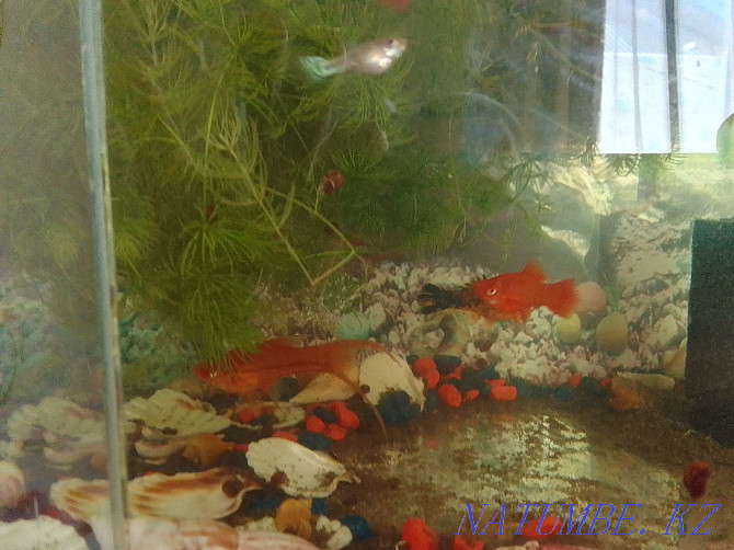 Продам аквариум с рыбками Актобе - изображение 1