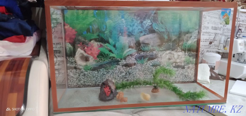 Aquarium gift...  - photo 1