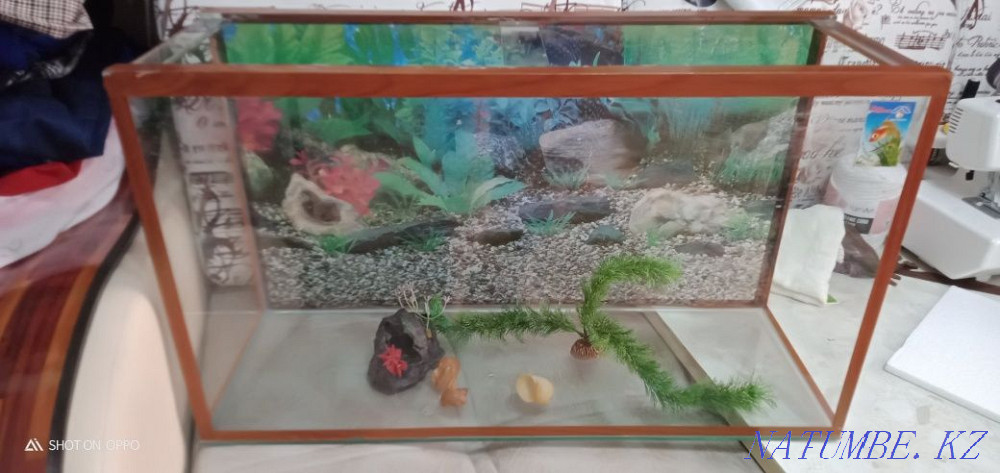 Aquarium gift...  - photo 2