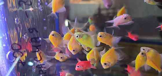 Аквариумные рыбки в зоомагазине Аквариум Almaty