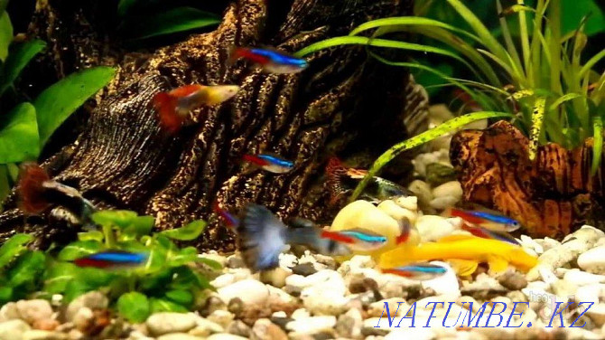 Аквариумные рыбки в зоомагазине Аквариум Алматы - изображение 3